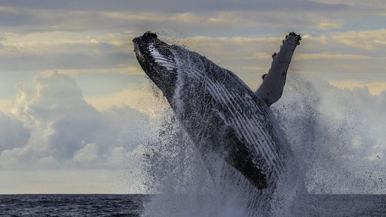 Baleine sautant hors de la mer