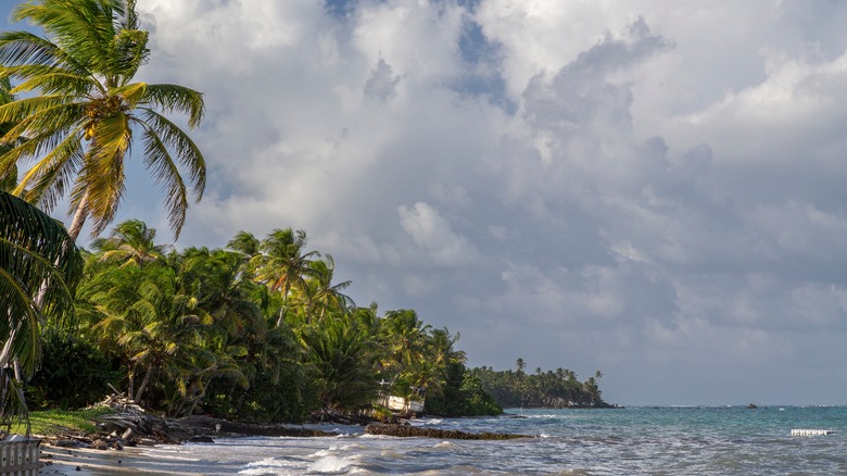 plage avec des palmiers se balançant au gré du vent sur Little Corn Island