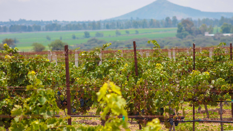 Vignes dans un vignoble à Querétaro, Mexique