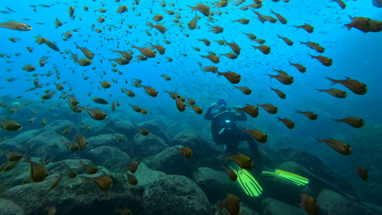 Un plongeur avec un banc de poissons sous les vagues de Fernando de Noronha au Brésil