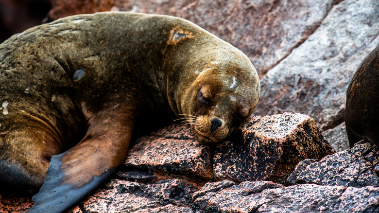 Phoque dormant sur le rocher des îles Ballestas, Pérou