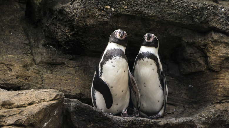 De curieux manchots de Humboldt découverts à Ballestas, au Pérou
