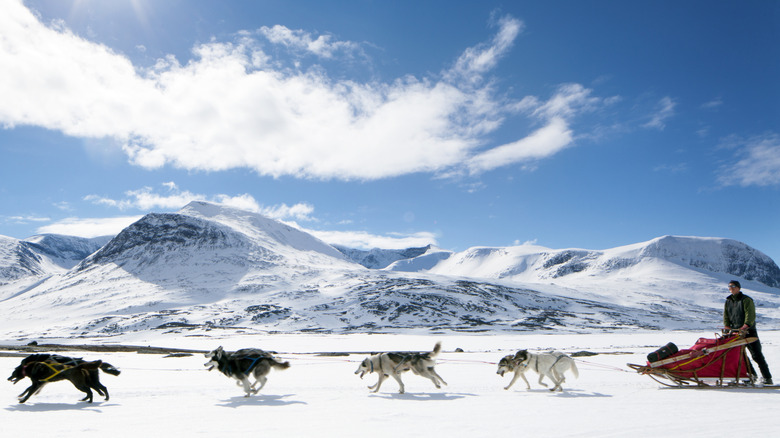Traîneau à chiens dans le parc national d'Abisko, Suède