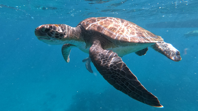 Une tortue marine dans les eaux de l'archipel du Cap Vert
