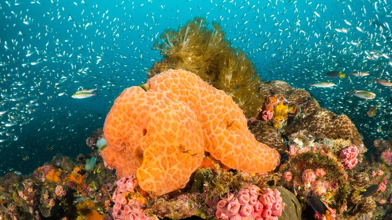 Éponges, coraux et poissons-verres sur le site du naufrage du SS Yongala