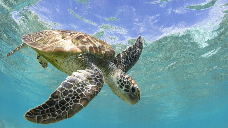 Une tortue de mer nageant dans une eau cristalline