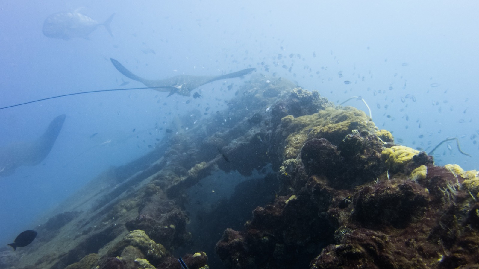 L'une des meilleures plongées sur la grande barrière de corail est cette épave historique