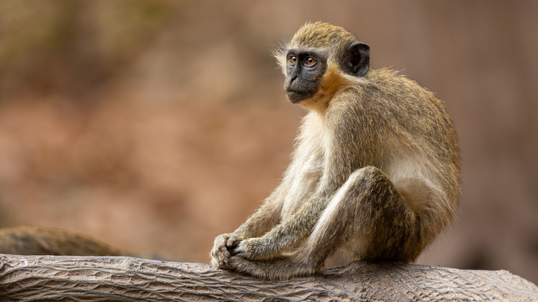 Singe vert assis sur une bûche en Gambie