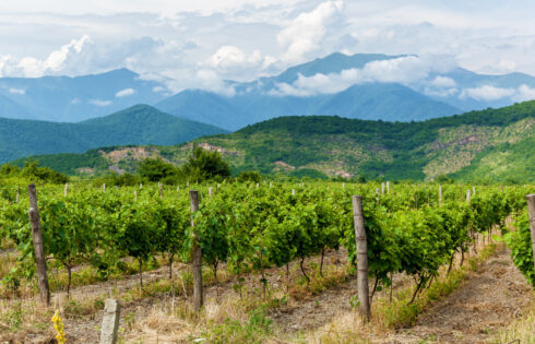Le berceau du vin se trouve dans ce pays inattendu