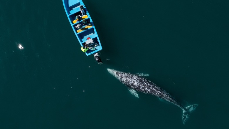 Vue aérienne d'une baleine grise du Pacifique Nord s'approchant d'un bateau touristique dans un lagon de Baja California Sur, Mexique