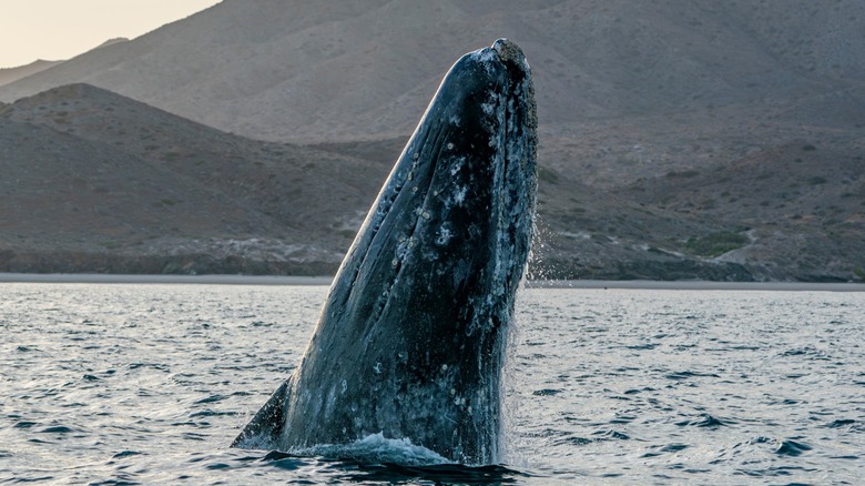 Une baleine grise du Pacifique Nord fait une brèche dans un lagon de Baja California Sur, au Mexique