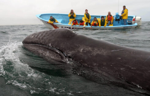 Des baleines grises espiègles nagent jusqu'aux bateaux touristiques dans la plus grande réserve faunique d'Amérique latine