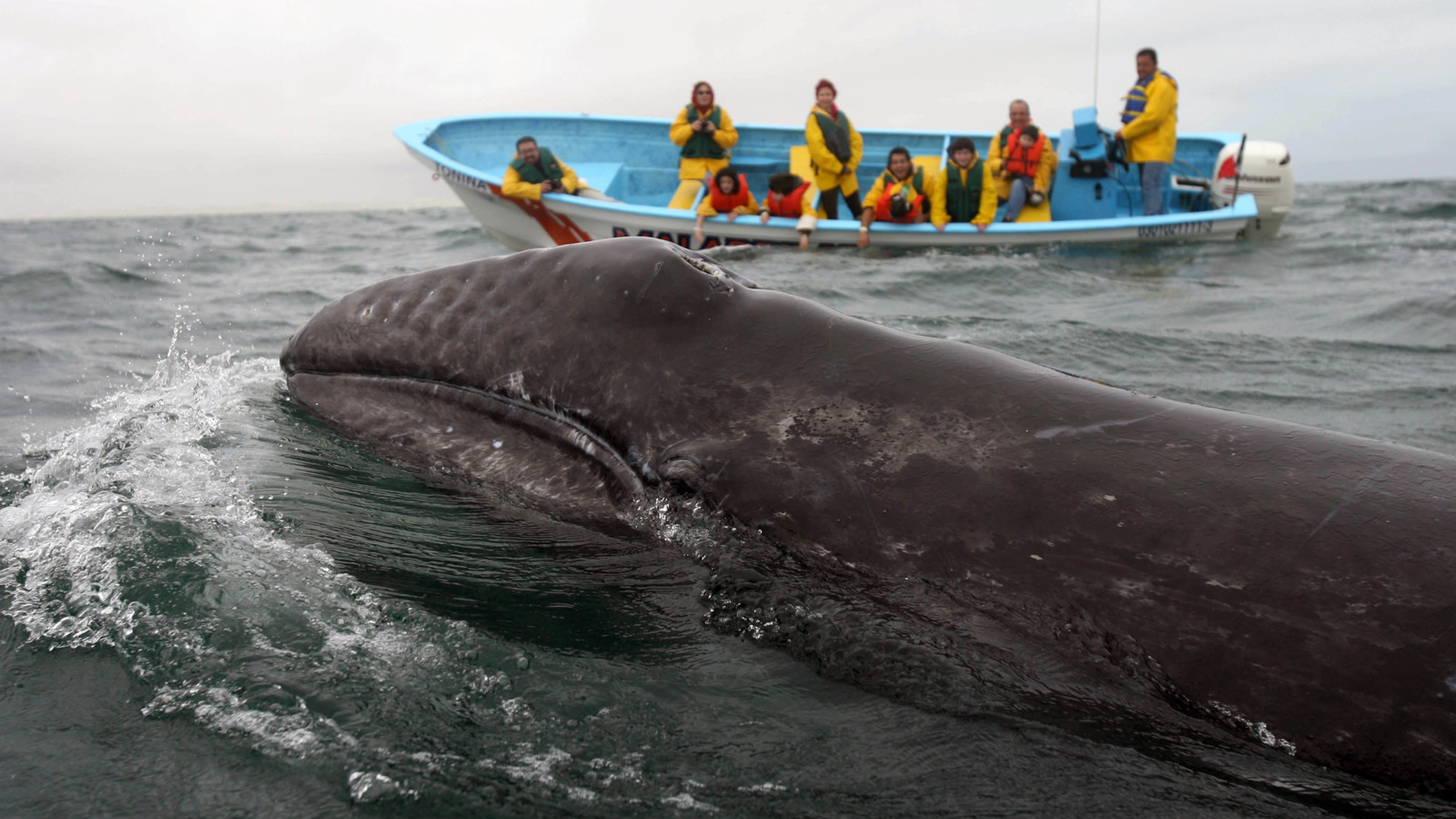 Des baleines grises espiègles nagent jusqu'aux bateaux touristiques dans la plus grande réserve faunique d'Amérique latine
