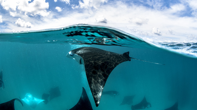 Raies manta trouvées sur l'île de Yap, Micronésie