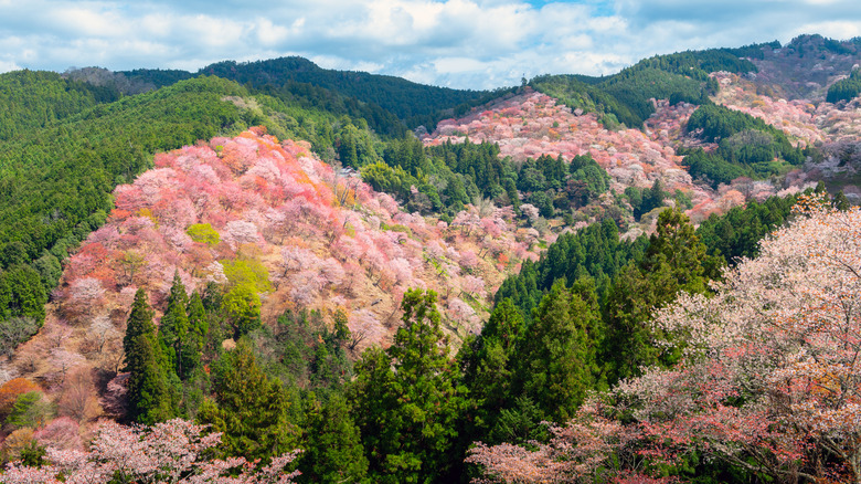 Fleurs de cerisier dans les forêts de Yoshino, au Japon.