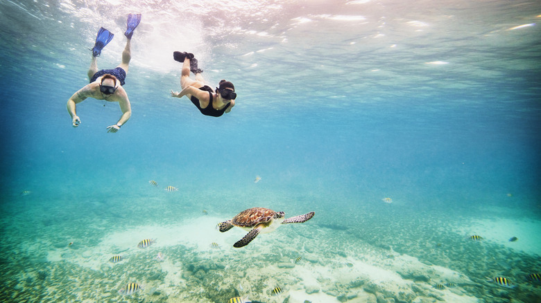 Deux personnes en apnée avec une tortue de mer