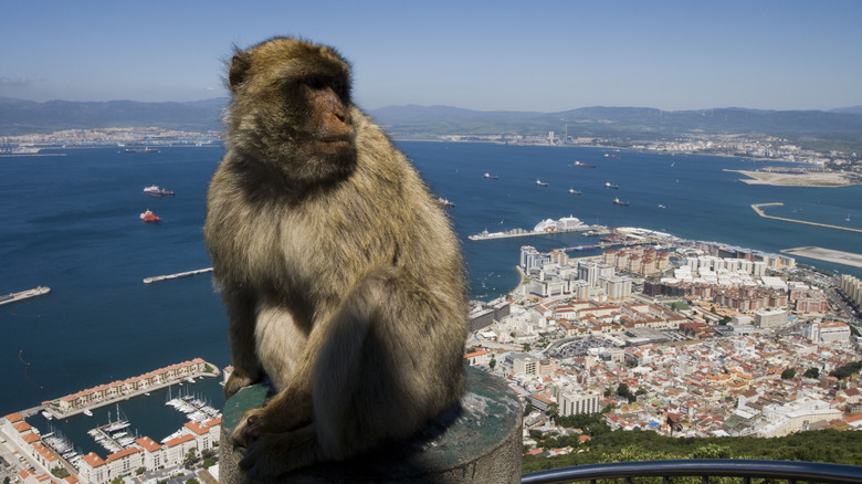 Macaque singe sittign sur la balustrade avec vue sur la mer et les montagnes derrière