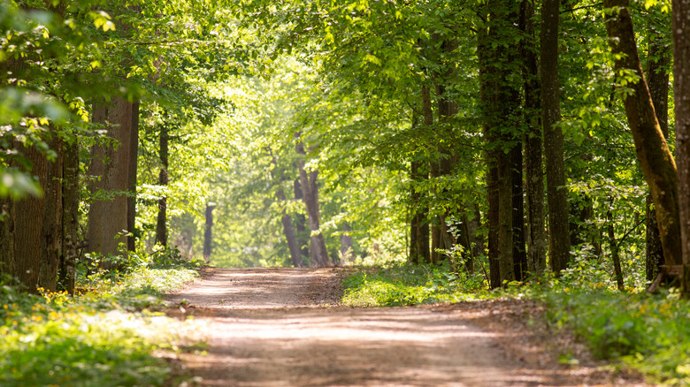 Un chemin ensoleillé à travers la forêt de Bialowieza