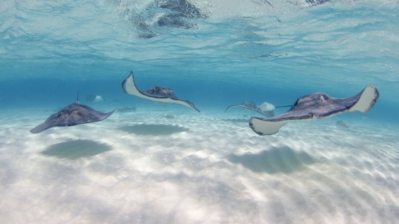 StingRays nage dans une mer turquoise