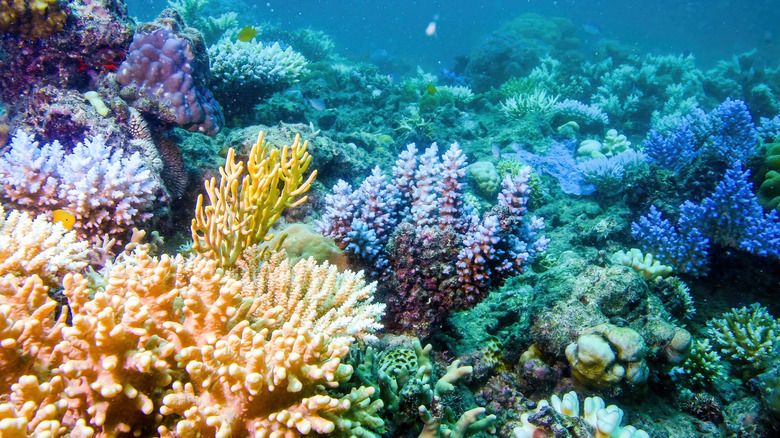 Corail de la Grande Barrière de Corail au large des côtes du Queensland, en Australie,