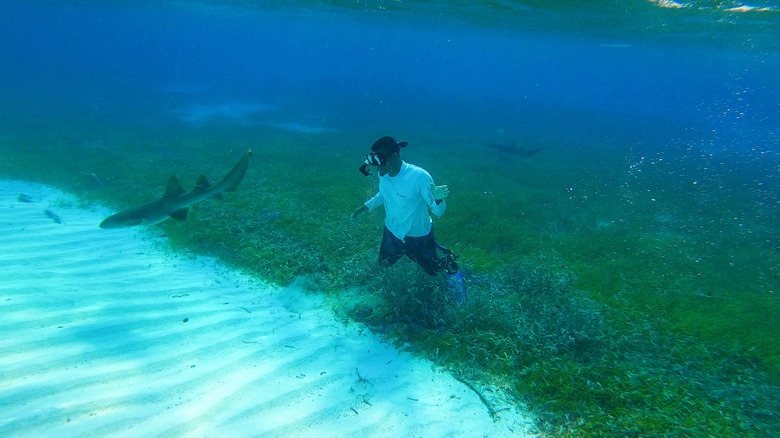 Personne en plongée avec tuba avec des requins infirmières à Pigeon Cay près de Roatan