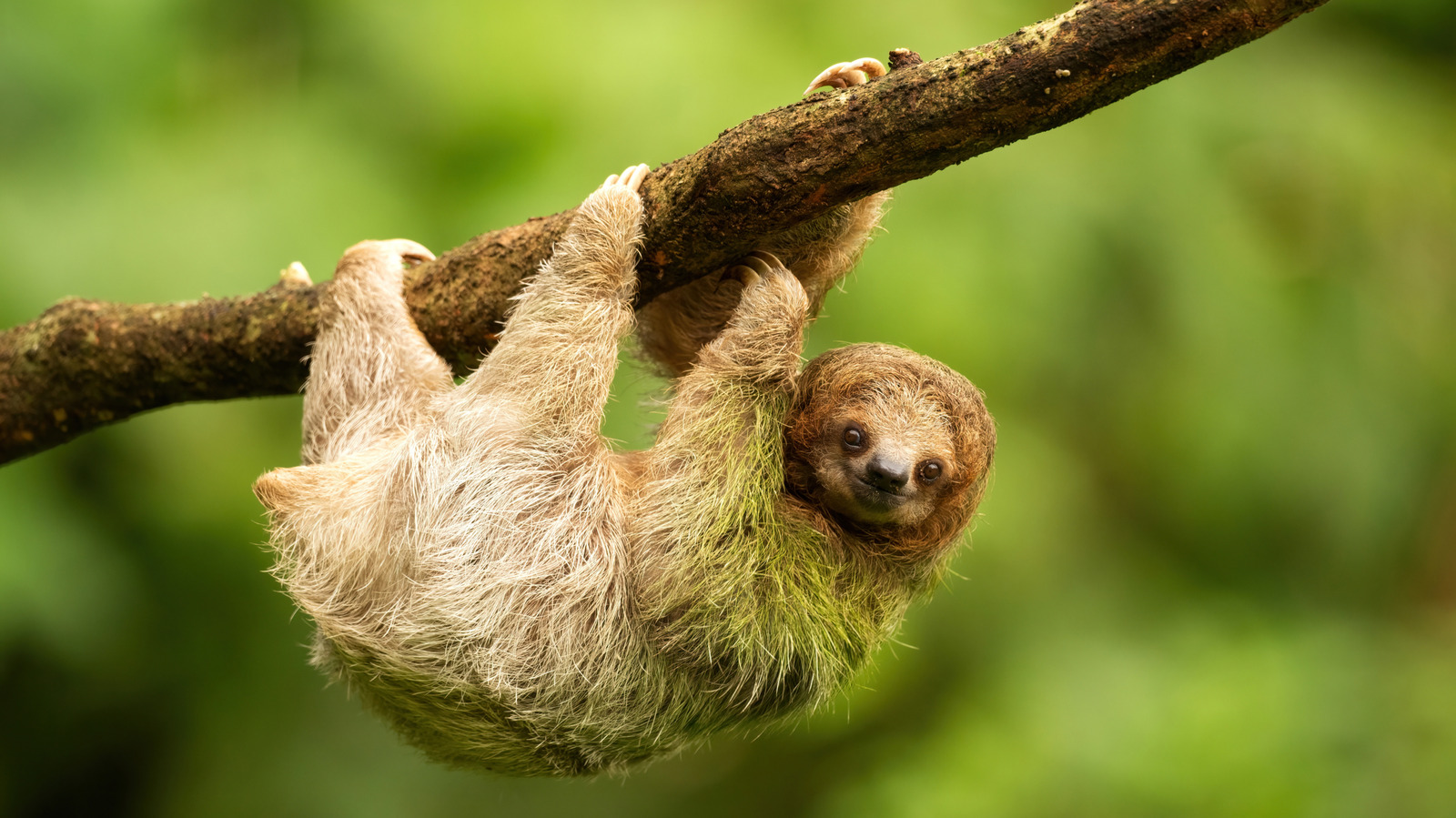 L'une des meilleures attractions du Costa Rica à voir les paresseux est un sentier de forêt tropicale luxuriante réputée pour la biodiversité