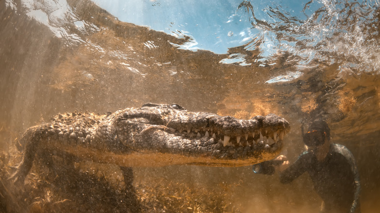 Prépue face à face avec un crocodile à Banco Chincorro