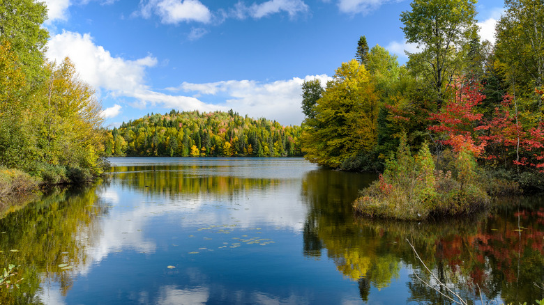 Arbres et eau du parc national de Saguenay Fjord à Québec, Canada
