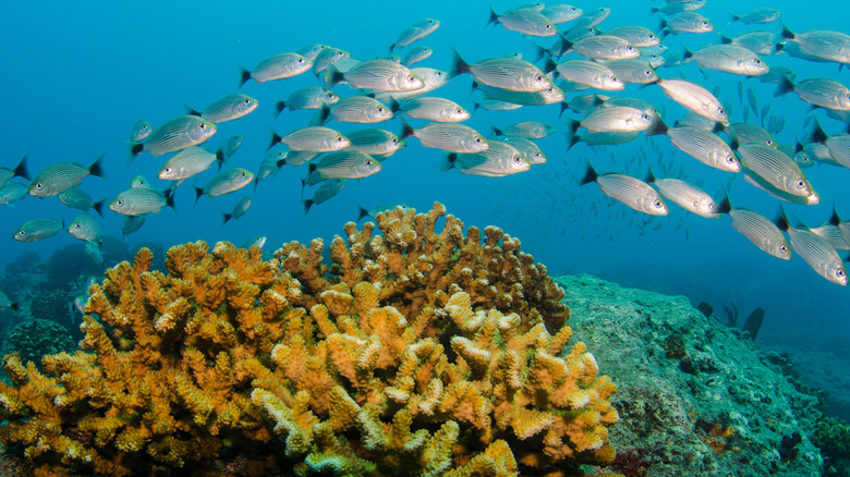 Poisson nageant en récif au parc national de Cabo Pulmo