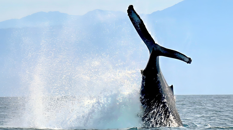 Baleine à bosse sauter dans la baie de Banderas, au Mexique