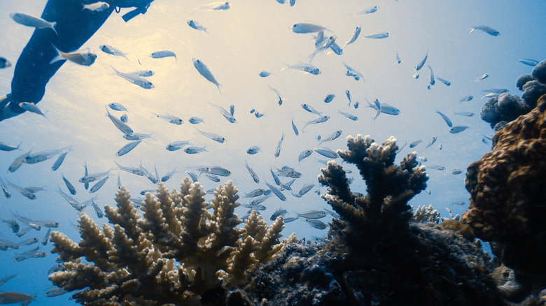Shoals de poissons au large de l'île de Praslin