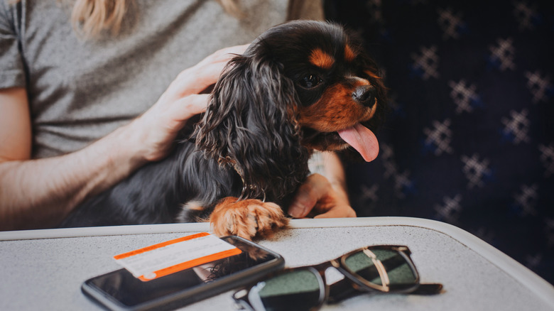 Un chien assis dans leurs propriétaires tourne-t-il dans un train avec des lunettes de soleil, un billet de train et un téléphone sur la table devant eux