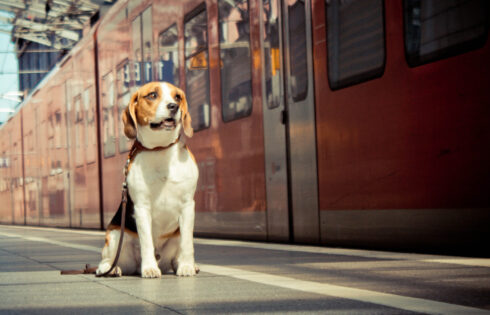 Les chiens sont-ils autorisés dans les trains Amtrak? Ce que vous devez savoir avant votre voyage