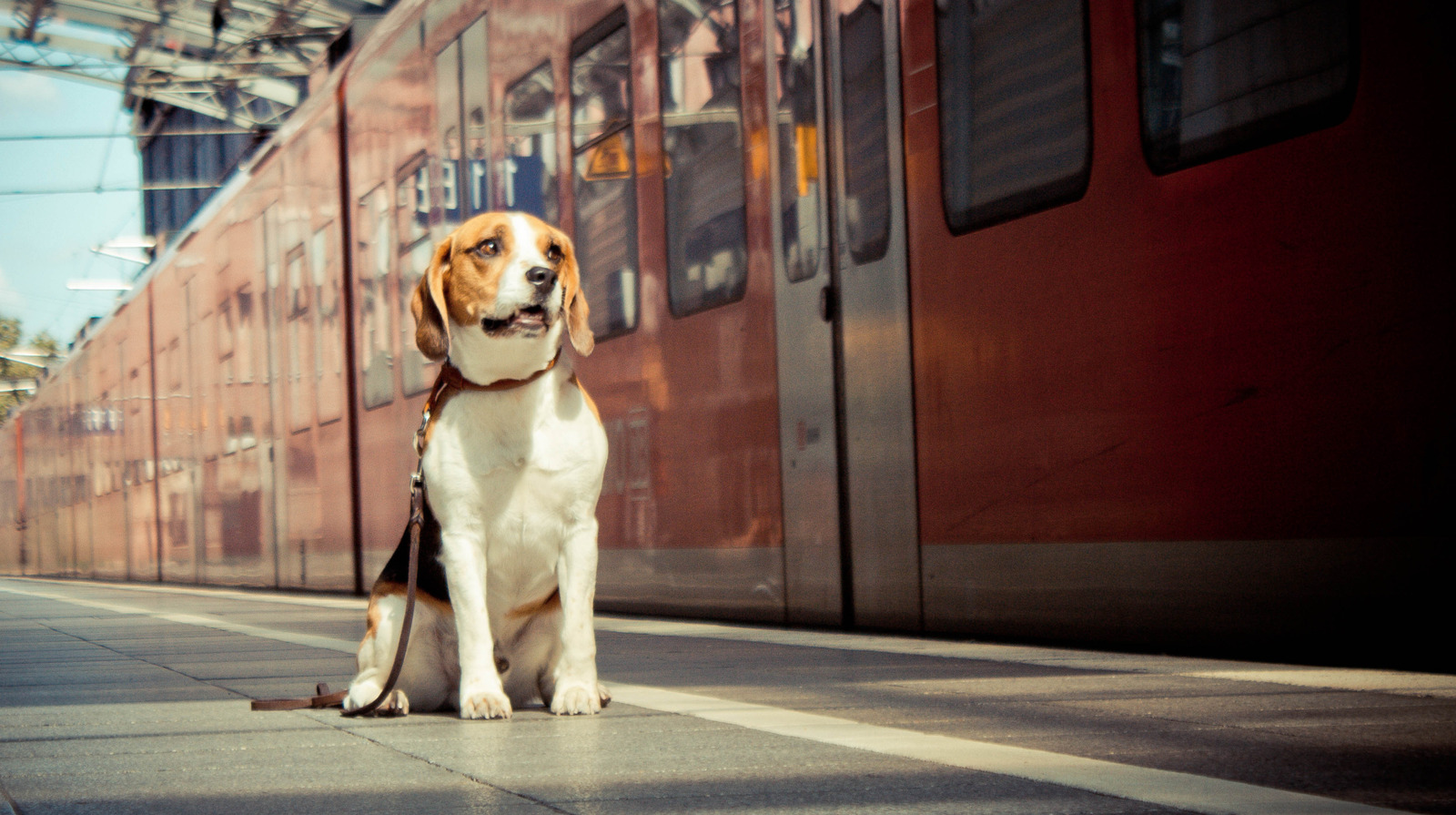 Les chiens sont-ils autorisés dans les trains Amtrak? Ce que vous devez savoir avant votre voyage
