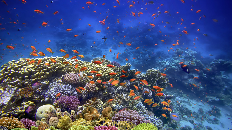 récif corallien près de Sharm El Sheikh dans la Rouge Rouge de l'Égypte