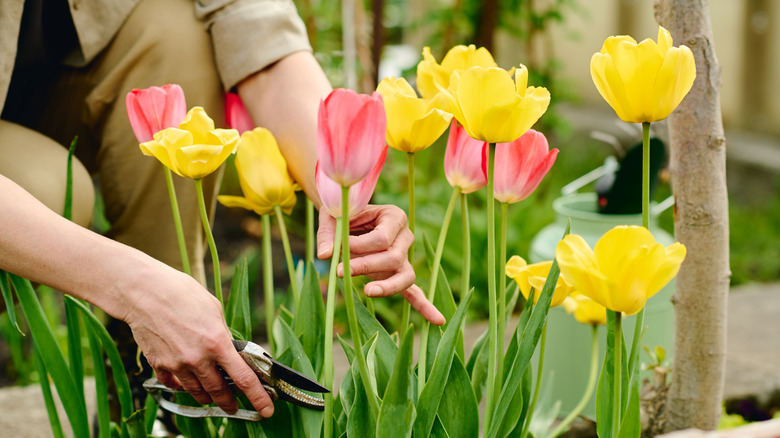 Un jardinier coupe les tulipes roses et jaunes avec des cisaillements de jardin