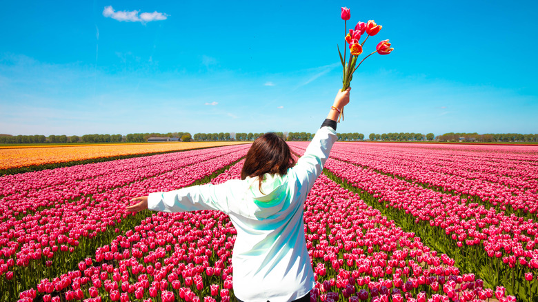 Femme en chemise blanche élevant un bouquet de tulipes roses sur un fichier plein de tulipes roses et jaunes