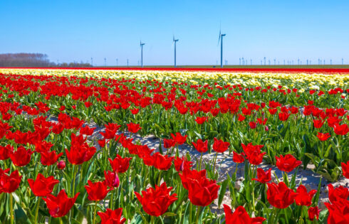 L'une des plus belles destinations d'Europe est une île hollandaise paisible couverte de tulipes dynamiques