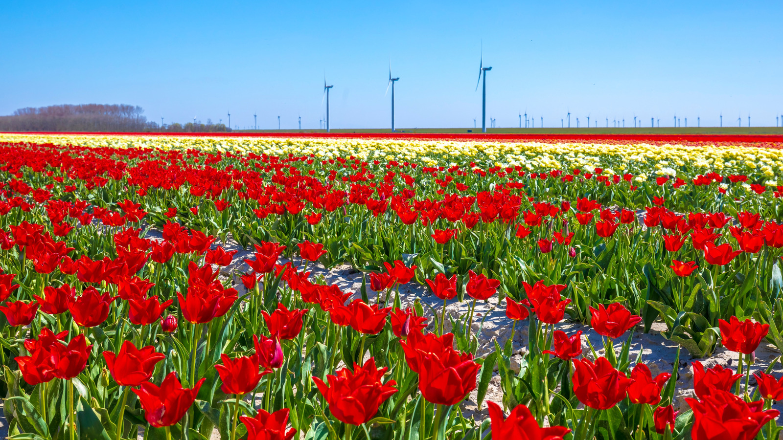 L'une des plus belles destinations d'Europe est une île hollandaise paisible couverte de tulipes dynamiques