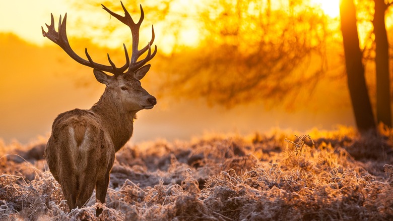 Stag sous le coucher du soleil d'hiver dans le parc national de De Hoge Veluwe