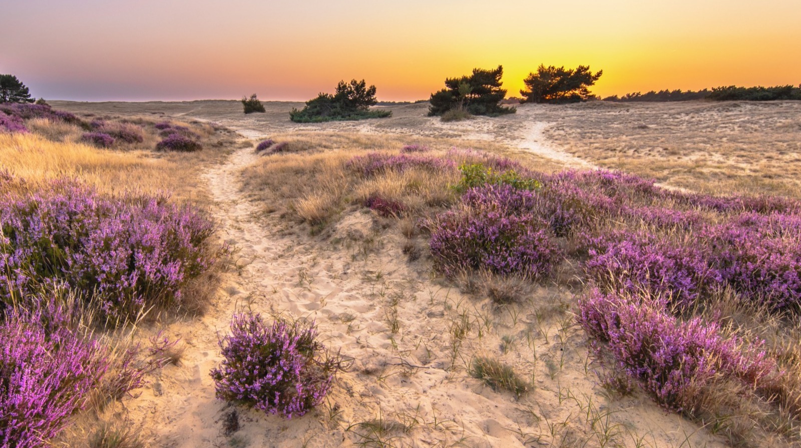 L'une des réserves naturelles les plus célèbres des Pays-Bas est un parc géant mélangeant de l'art et de la beauté naturelle de l'art et de la beauté naturelle