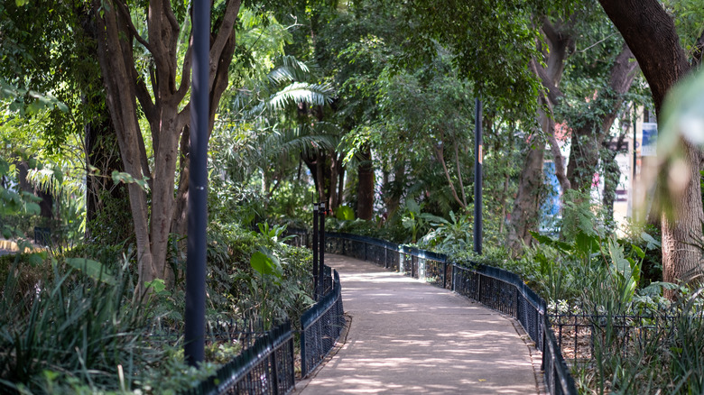 Voie luxuriante entre les arbres au Parque Mexique, Condesa