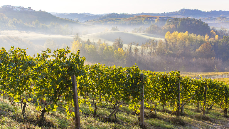 Vignes de raisin avec des collines brumeuses derrière