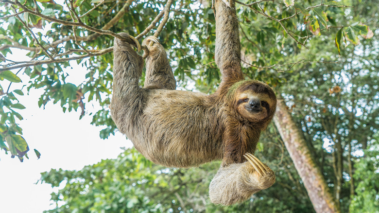 Un paresseux à trois doigts est suspendu à un arbre au Costa Rica avec un visage amical