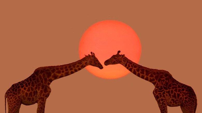 Deux girafes au coucher du soleil au Kenya, en Afrique
