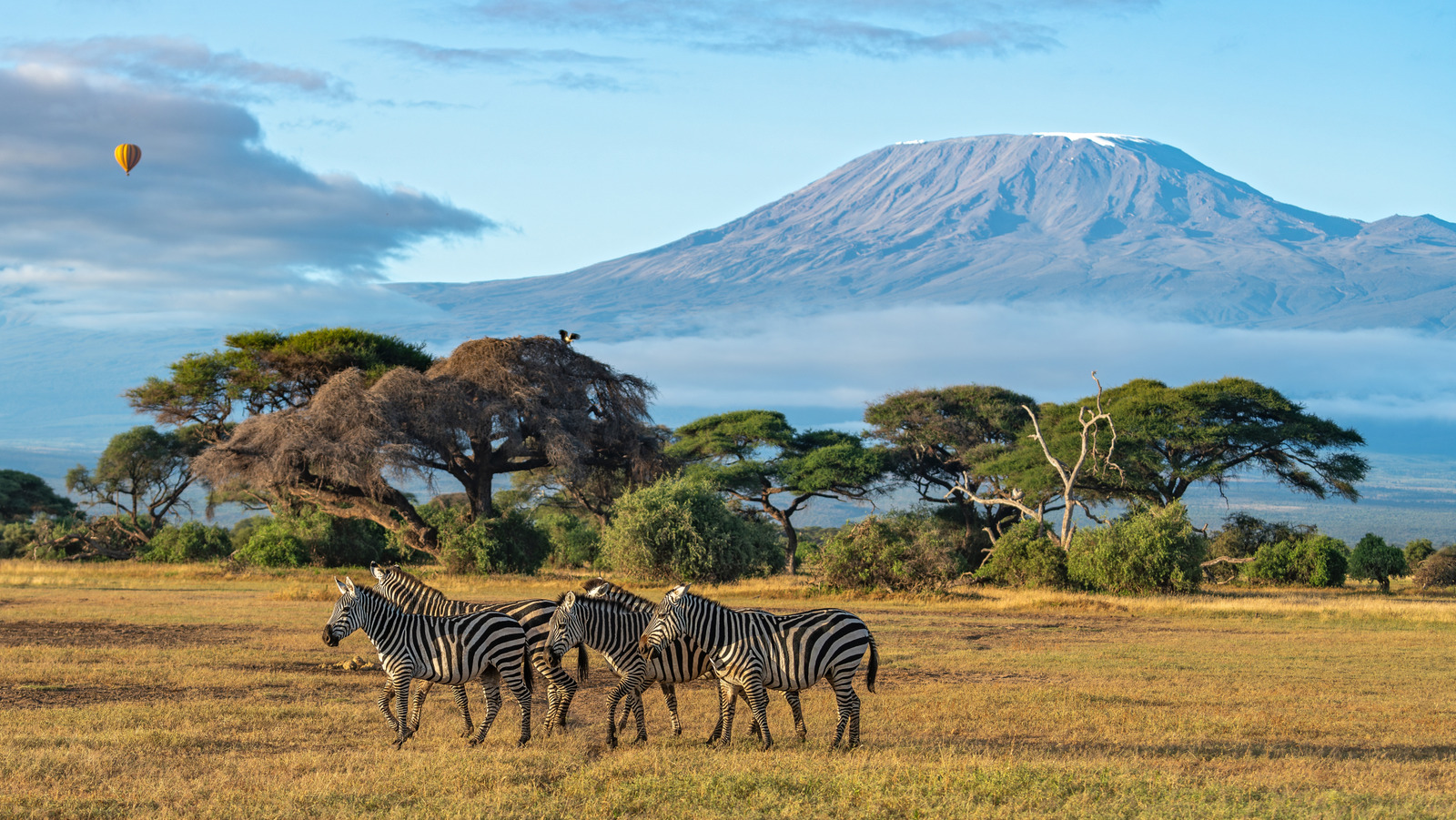 L'un des meilleurs pays du monde à voir la faune est un lieu chaleureux en Afrique avec des équipements de classe mondiale