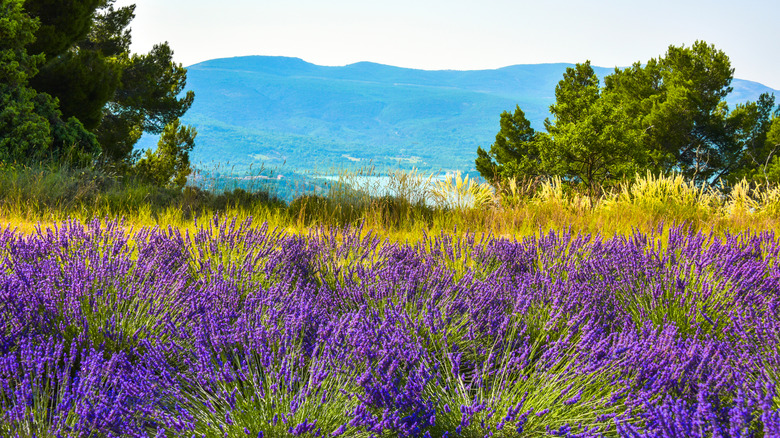 Un champ de lavande à Provence, en France, avec une vue sur le lac Sainte-Croix