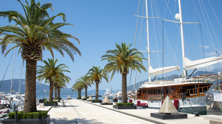 Yachts et palmiers dans la marina de Tivat