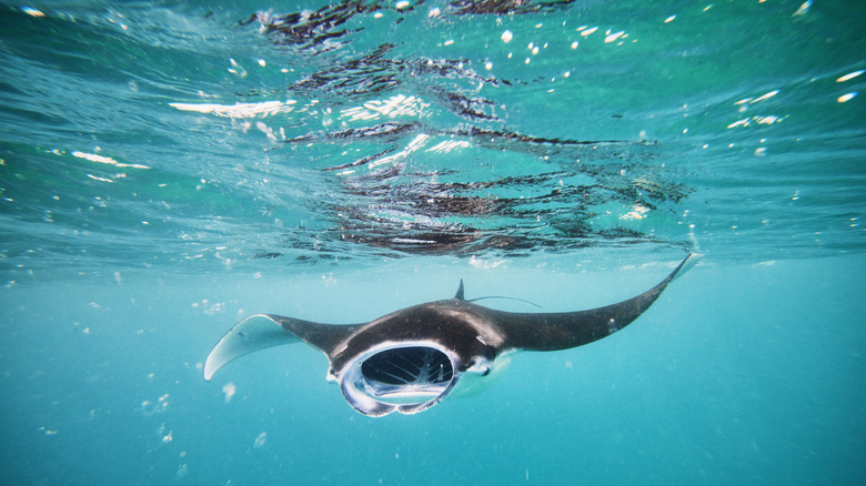 Manta Ray nageant sous l'eau
