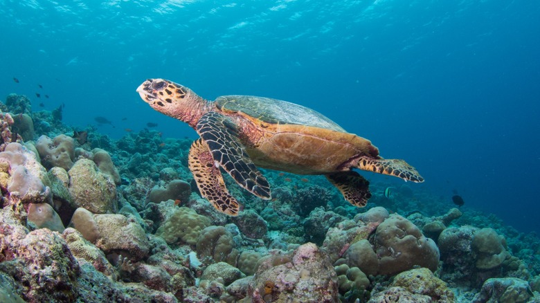 Turtle nageant au récif de la maison au Resort Intercontinental Maldives Maamunagau